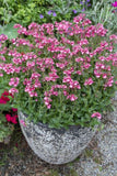 Diascia Gardascia Candy Pink