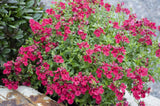 Diascia Gardascia Raspberry