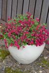 Diascia Gardascia Raspberry