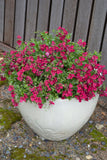 Diascia Gardascia Raspberry