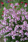 Diascia Gardascia Strawberry