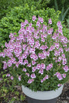 Diascia Gardascia Strawberry