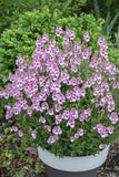 Diascia Gardascia Strawberry