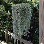 Dichondra Argentea Silver Falls