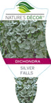 Dichondra Argentea Silver Falls