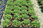 Dichondra repens