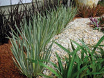 Dietes iridioides White Tiger