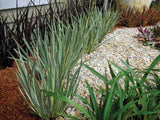 Dietes iridioides White Tiger