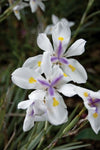 Dietes iridioides White Tiger