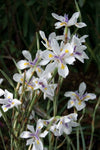 Dietes iridioides White Tiger