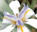 Dietes iridioides White Tiger