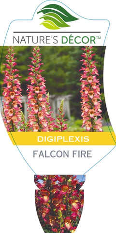 Digiplexis Falcon Fire