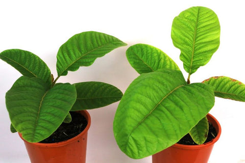 Diploglottis australis (Tucker Bush Native Tamarind)