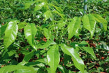 Diploglottis campbellii (Tucker Bush Small-leaf Tamarind)