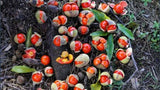 Diploglottis campbellii (Tucker Bush Small-leaf Tamarind)