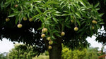 Diploglottis campbellii (Tucker Bush Small-leaf Tamarind)