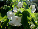 Dombeya natalensis