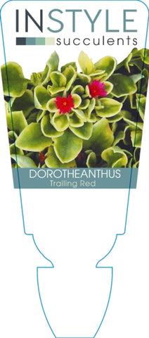 Dorotheanthus Mezoo Trailing Red