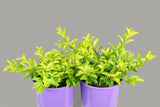 Duranta Sheenas Gold