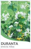 Duranta erecta Alba