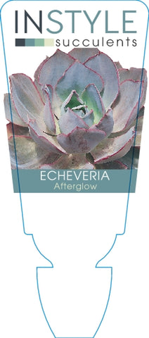 Echeveria Afterglow