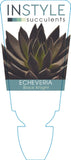 Echeveria Black Knight