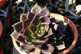 Echeveria Black Prince