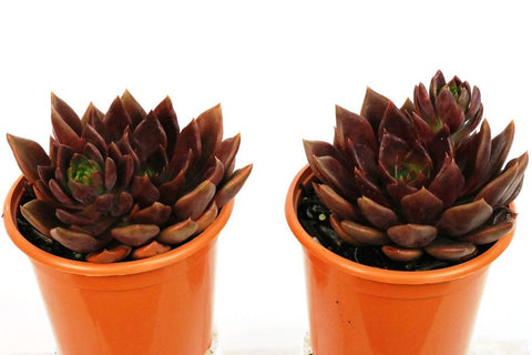 Echeveria Black Prince