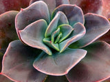 Echeveria Blue Metal