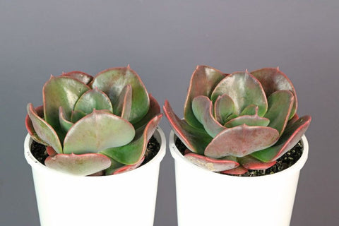 Echeveria Blue Metal