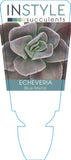 Echeveria Blue Metal