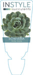 Echeveria Holly Gate