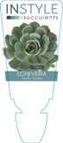 Echeveria Holly Gate