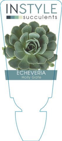 Echeveria Holly Gate