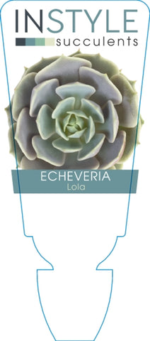 Echeveria Lola