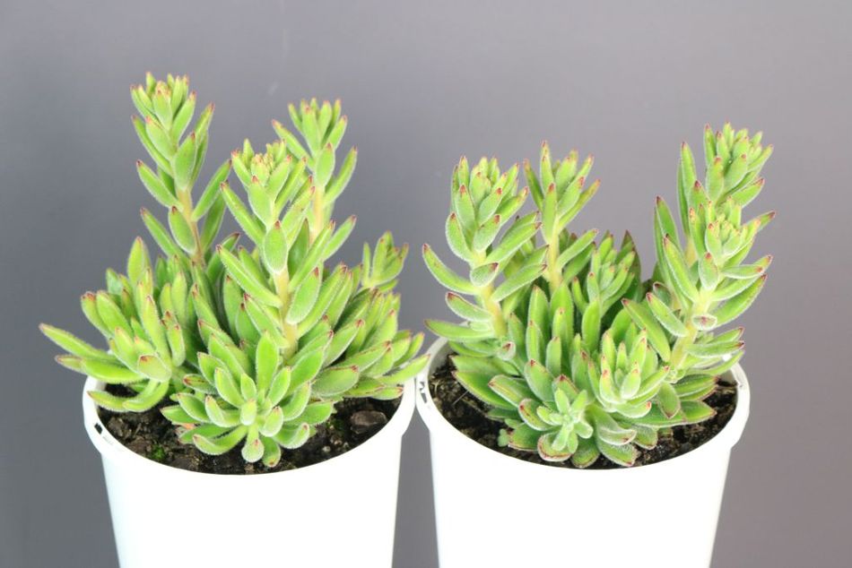 Echeveria Mexican Fire Crackers – Greener Garden Supplies