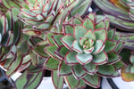 Echeveria Painted Lady