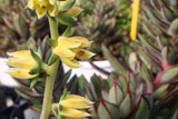 Echeveria Painted Lady