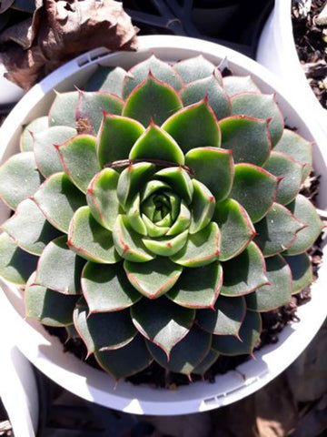 Echeveria Shamrock