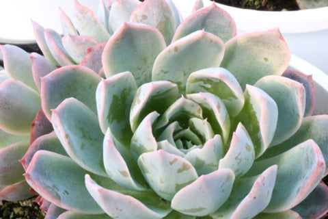 Echeveria Violet Queen