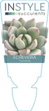 Echeveria Yummie