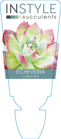 Echeveria colorata