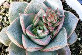 Echeveria purpusorum