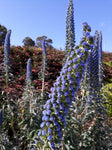 Echium fastuosum