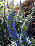 Echium fastuosum