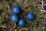 Elaeocarpus angustifolius (Tucker Bush Blue Quandong)