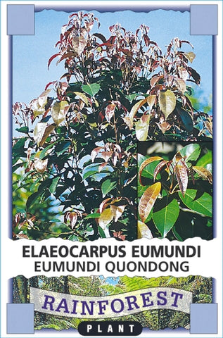 Elaeocarpus eumundi