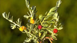 Enchylaena tomentosa (Tucker Bush Ruby Salt Bush)