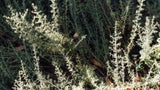 Enchylaena tomentosa (Tucker Bush Ruby Salt Bush)