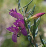 Eremophila Magenta Magic